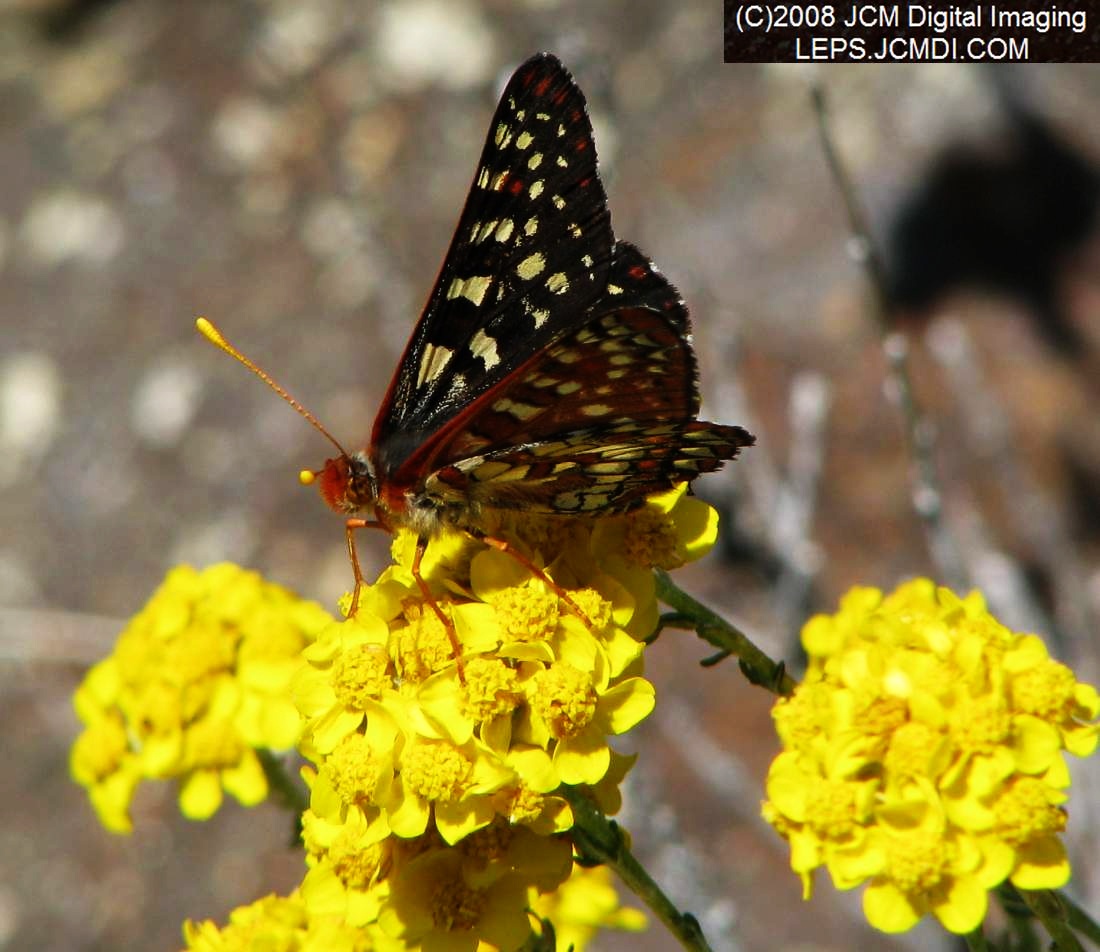 Chalsedon Checkerspot on blossoms